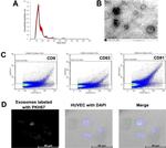 CD63 Antibody in Flow Cytometry (Flow)