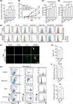 CD206 (MMR) Antibody in Flow Cytometry (Flow)