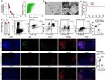 Ly-6C Antibody in Flow Cytometry (Flow)