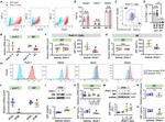 CD34 Antibody in Flow Cytometry (Flow)