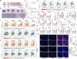 CD11b Antibody in Flow Cytometry (Flow)