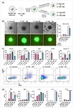 CD38 Antibody in Flow Cytometry (Flow)