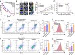 CD11b Antibody in Flow Cytometry (Flow)