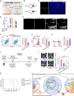 CD11b Antibody in Flow Cytometry (Flow)