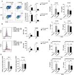 CD86 (B7-2) Antibody in Flow Cytometry (Flow)