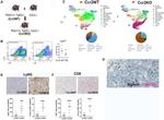 CD11b Antibody in Flow Cytometry (Flow)