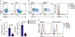 CD27 Antibody in Flow Cytometry (Flow)