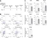 CD11c Antibody in Flow Cytometry (Flow)