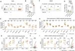 CD26 Antibody in Flow Cytometry (Flow)