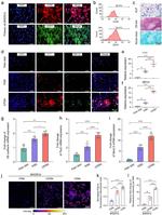 CD29 (Integrin beta 1) Antibody in Flow Cytometry (Flow)