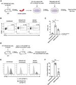 IFN gamma Antibody in Flow Cytometry (Flow)