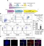 CD117 (c-Kit) Antibody in Flow Cytometry (Flow)