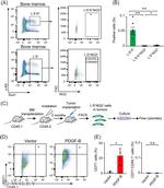 CD71 (Transferrin Receptor) Antibody in Flow Cytometry (Flow)