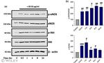 beta Actin Antibody in Western Blot (WB)