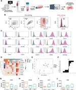 CD56 (NCAM) Antibody in Flow Cytometry (Flow)