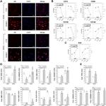 CD146 Antibody in Flow Cytometry (Flow)