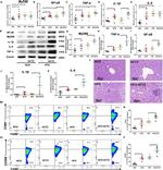 CD206 (MMR) Antibody in Flow Cytometry (Flow)