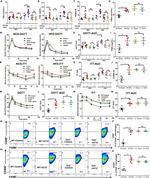 CD206 (MMR) Antibody in Flow Cytometry (Flow)