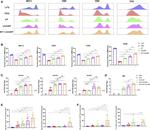 CD86 (B7-2) Antibody in Flow Cytometry (Flow)