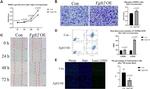 CD200 Antibody in Flow Cytometry (Flow)