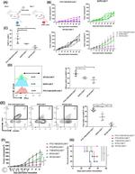 CD197 (CCR7) Antibody in Flow Cytometry (Flow)