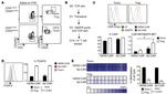 CD25 Antibody in Flow Cytometry (Flow)