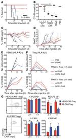 FOXP3 Antibody in Flow Cytometry (Flow)