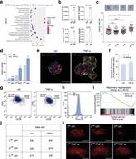 CD201 (EPCR) Antibody in Flow Cytometry (Flow)