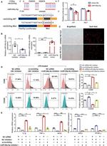 CD206 (MMR) Antibody in Flow Cytometry (Flow)