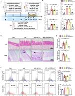 CD206 (MMR) Antibody in Flow Cytometry (Flow)