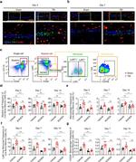 CD206 (MMR) Antibody in Flow Cytometry (Flow)