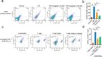 CD206 (MMR) Antibody in Flow Cytometry (Flow)