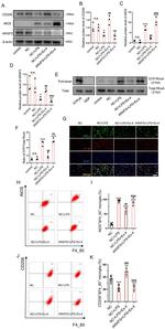 CD206 (MMR) Antibody in Flow Cytometry (Flow)