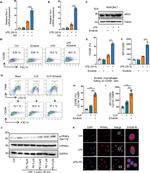 CD206 (MMR) Antibody in Flow Cytometry (Flow)