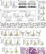 CD326 (EpCAM) Antibody in Flow Cytometry (Flow)