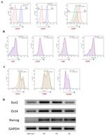 CD44 Antibody in Flow Cytometry (Flow)