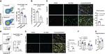 VSIG4 Antibody in Flow Cytometry (Flow)