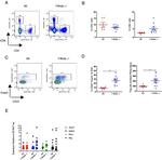 FOXP3 Antibody in Flow Cytometry (Flow)