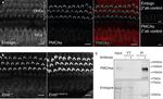 PMCA ATPase Antibody in Immunoprecipitation (IP)