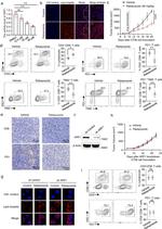 CD366 (TIM3) Antibody in Flow Cytometry (Flow)