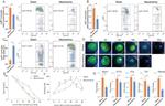 Ly-6C Antibody in Flow Cytometry (Flow)