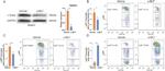 Ly-6C Antibody in Flow Cytometry (Flow)