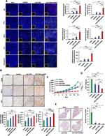 NK1.1 Antibody in Immunohistochemistry (Paraffin) (IHC (P))