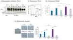 CD274 (PD-L1, B7-H1) Antibody in Flow Cytometry (Flow)