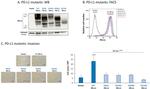 CD274 (PD-L1, B7-H1) Antibody in Flow Cytometry (Flow)