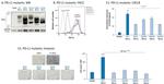 CD274 (PD-L1, B7-H1) Antibody in Flow Cytometry (Flow)