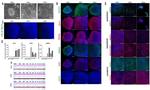 Sendai virus HN Antibody in Immunocytochemistry (ICC/IF)