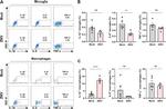 IL-1 beta (Pro-form) Antibody in Flow Cytometry (Flow)