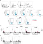 IL-13 Antibody in Flow Cytometry (Flow)