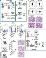 IL-22 Antibody in Neutralization (Neu)